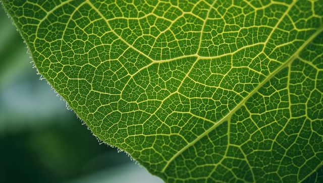 Macro backlit green leaf revealing intricate vein network and marginal trichomes closeup