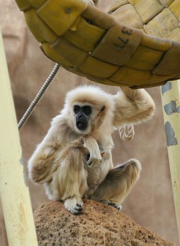 Curious cream gibbon sitting on rock holding rope beneath woven swing, expressive gaze