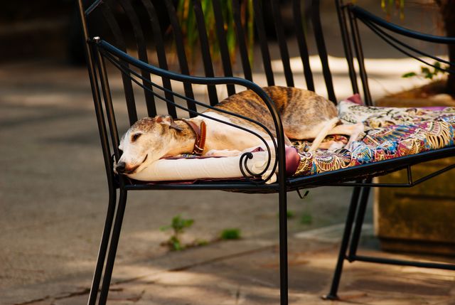 Photo of a White Grey and Brown Short Coated Dog Laying on a Black Metal Frame Multi-colored Padded Armchair - Download Free Stock Photos Pikwizard.com