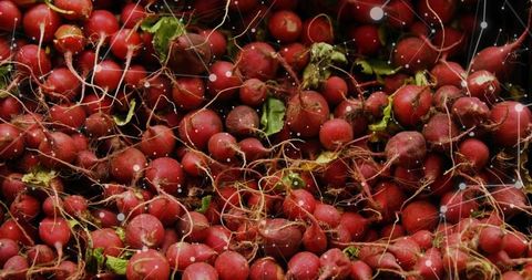 Fresh Red Radishes with Network Overlay Symbolizing Digital Connectivity