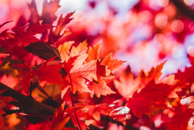 Close-Up of Vibrant Red Autumn Leaves in Sunlight - Download Free Stock Photos Pikwizard.com