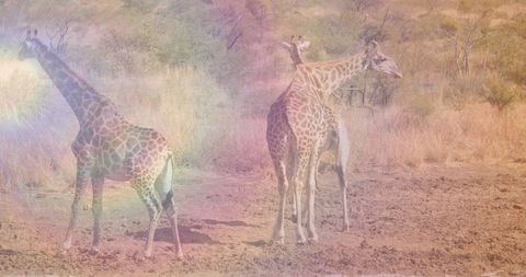 Giraffes Standing Gracefully in Sunlit African Savanna