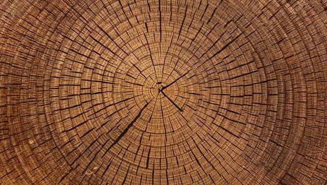 Tree trunk cross-section showing concentric growth rings and radial cracks texture