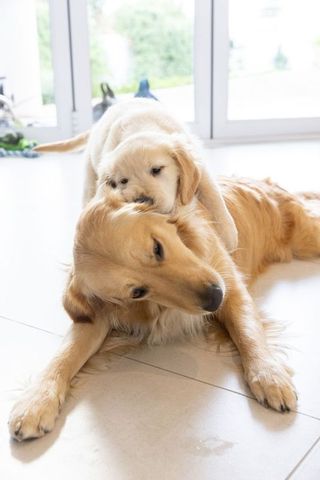 Golden retriever puppy nuzzling adult dog while resting on sunlit tile floor