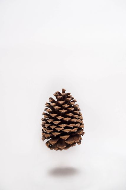 Pine cone floating mid-air against white background, creating a minimalist and natural vibe. Suitable for autumn-themed presentations, nature-related projects, or minimalist design concepts.