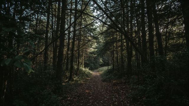 Serene Woodland Trail Winding Through Lush Coniferous Forest