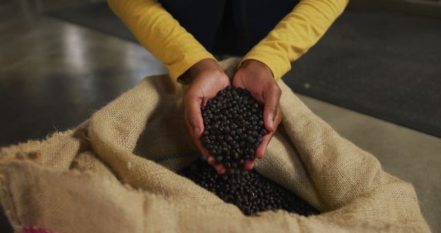 Hands of african american woman working at gin distillery inspecting juniper berries in sack. work at an independent craft gin distillery business.