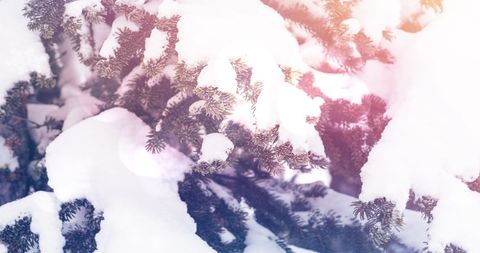 Snow-Covered Evergreen Branches with Gentle Sun Flare - Download Free Stock Images Pikwizard.com