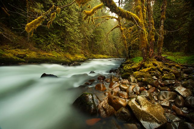 Peaceful Forest River Flowing Over Rocks with Lush Moss-Covered Trees - Download Free Stock Photos Pikwizard.com