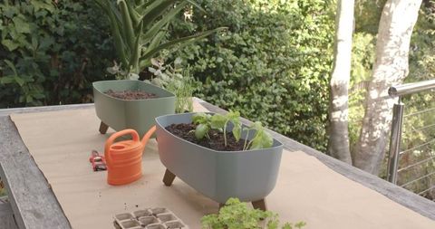 Urban Container Gardening on Balcony with Growing Seedlings
