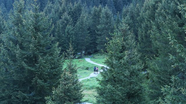 A couple is hiking along a winding trail amid lush pine trees, surrounded by dense, serene forest. Perfect for advertising outdoor gear, promoting nature tourism, or illustrating environmental articles about conservation and the beauty of natural landscapes.