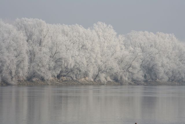 Winter Frost on Trees Reflecting in Calm River - Download Free Stock Photos Pikwizard.com