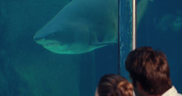 Shark swimming near the glass window of an aquarium exhibit, observed by two people. The focus is on the marine predator, creating a thrilling viewing experience. Ideal for use in travel brochures, marine life education materials, or aquarium advertisements.
