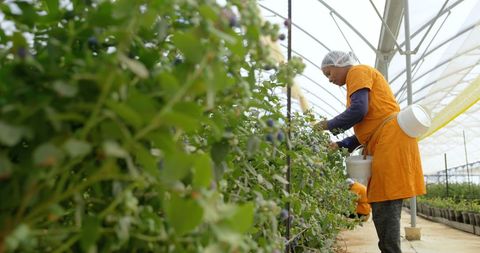 Asian Woman Tending Greenhouse Plants in Agricultural Setting