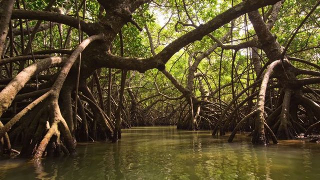 Mangrove tunnel forming from arching prop roots over reflective tidal creek canopy