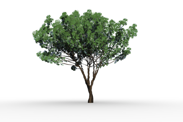 Transparent Green Tree with Lush Foliage on Clear Background - Download Free Stock Videos Pikwizard.com