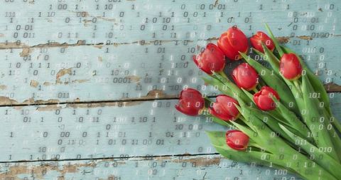 Red tulip bouquet on weathered turquoise wood with digital binary code overlay