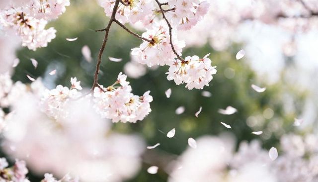 Drifting Sakura Petals on Delicate Cherry Blossom Branch with Soft Spring Bokeh