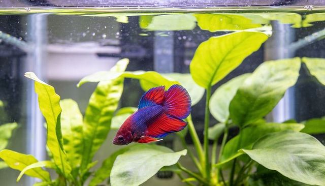 Vivid red and blue betta fish swimming in planted aquarium with green foliage