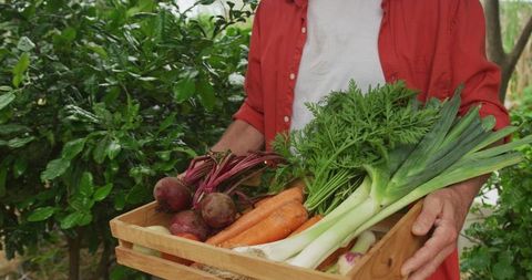 Senior Man Holding Wooden Basket of Freshly Harvested Vegetables