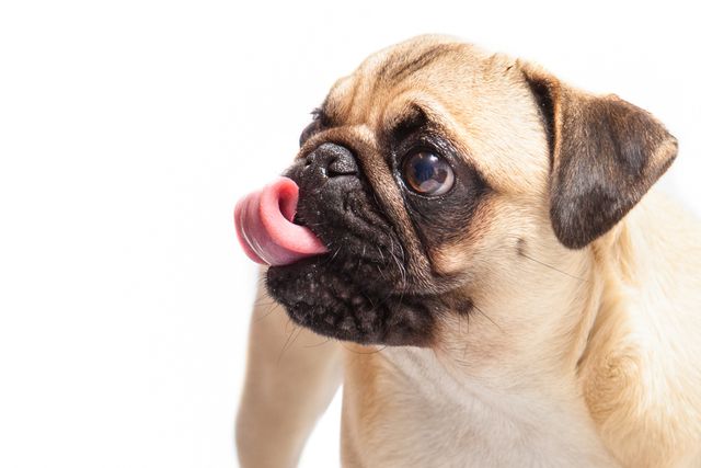 Adorable Pug Licking Nose in Front of White Background - Download Free Stock Photos Pikwizard.com