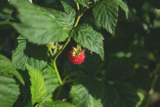 Vivid image of a single ripe raspberry hanging on a plant in a lush garden, surrounded by green leaves. Ideal for use in articles on gardening, organic farming, summer crops, healthy eating, and natural food sources.