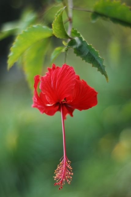 Close-Up Red Hibiscus Blooming on Green Background - Download Free Stock Photos Pikwizard.com