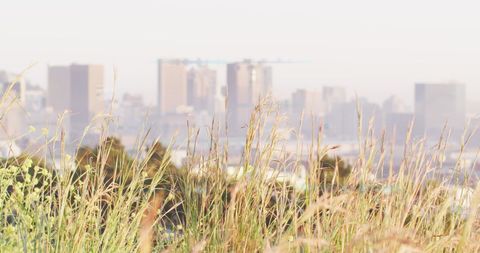 Serene Urban Meadow with Blurred Cityscape Background - Download Free Stock Images Pikwizard.com
