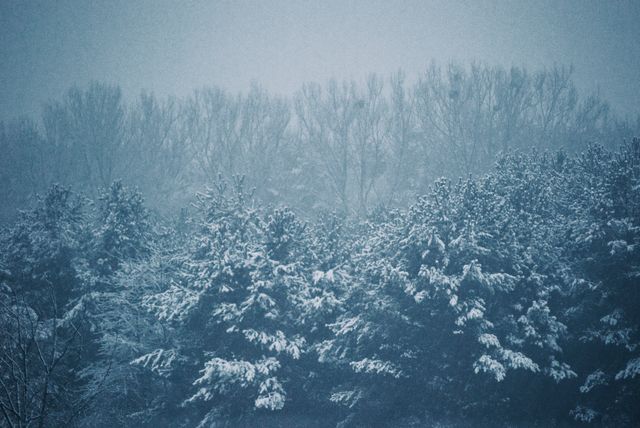 Snow-covered trees in a misty forest during winter, showing tranquil and serene nature backdrop. Ideal for use in artistic projects, seasonal promotions, travel brochures, and nature conservation materials. Highlighting peaceful winter atmosphere and natural beauty.