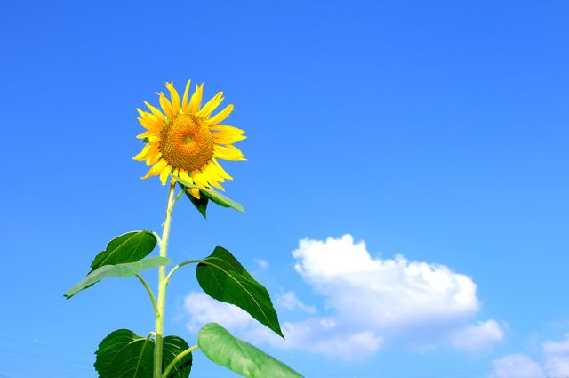 Bright sunflower stands tall with vibrant yellow petals against a clear blue sky featuring a few white clouds. Perfect for nature-themed projects, summer graphics, gardening promotions, or inspirational quotes.