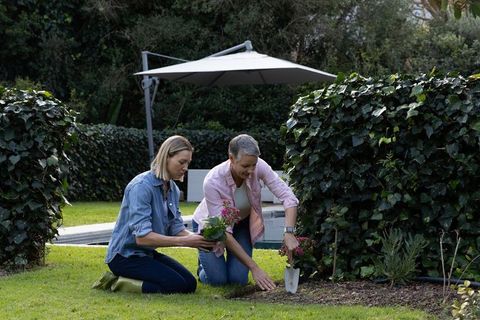 Two women gardening together in backyard by pool planting flowers and tending hedge
