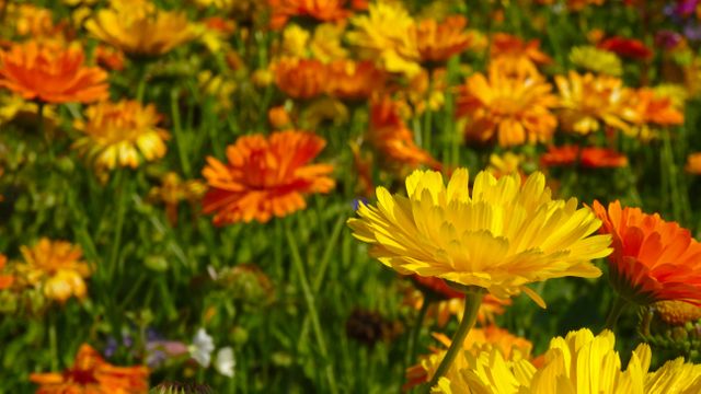 Vibrant Field of Yellow and Orange Calendula Flowers in Bloom - Download Free Stock Photos Pikwizard.com