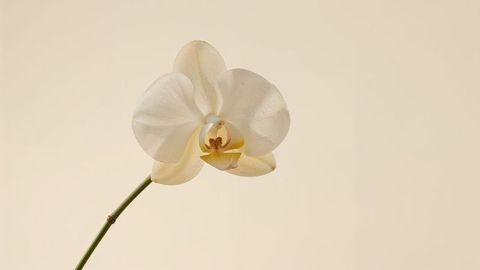 Minimalistic white orchid flower with droplets on light background