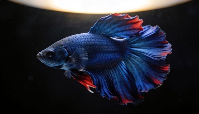 Deep blue red halfmoon betta splendens swimming with flowing iridescent metallic fins