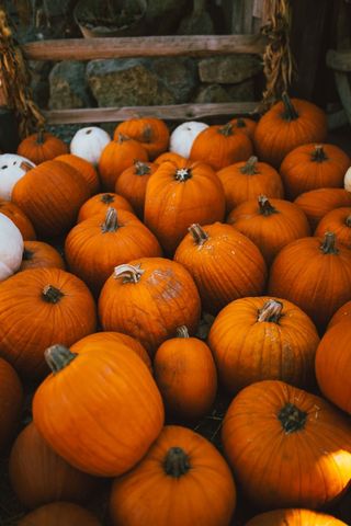 Abundant pumpkin harvest in rustic autumn setting