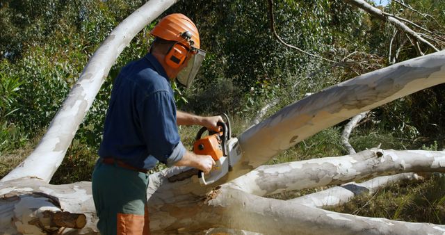 Lumberjack Using Chainsaw for Tree Cutting in Forest - Download Free Stock Images Pikwizard.com