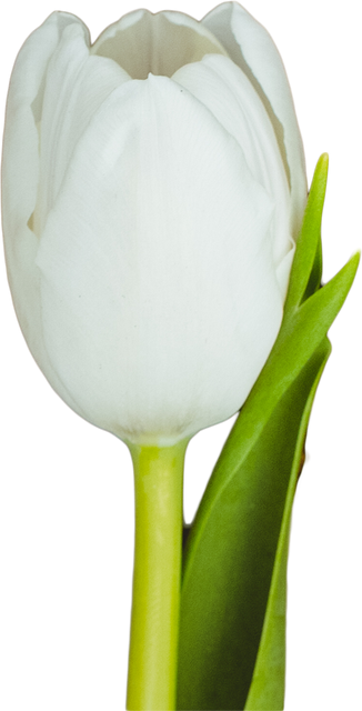 White Tulip on Transparent Background with Green Stem and Leaves - Download Free Stock Videos Pikwizard.com