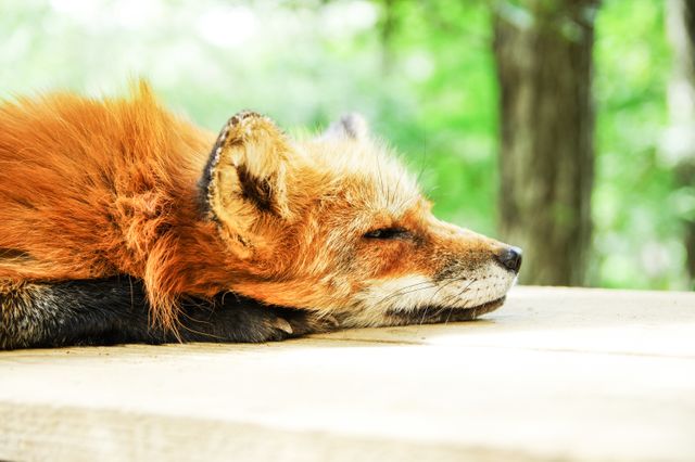 Red fox lying peacefully on wooden surface and basking in the sunlight. Ideal for nature, wildlife, and environmental themes. Can be used for articles on forest animals, wildlife conservation, and outdoor activities.