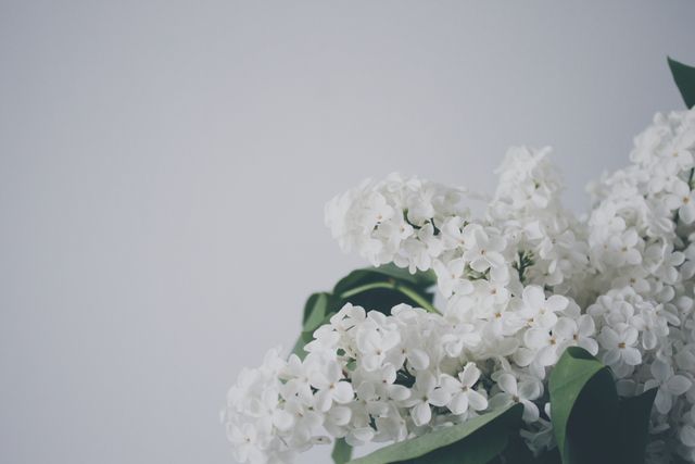 White lilac blossoms forming a lush cluster with green leaves, set against a subdued gray background. Perfect for themes related to nature, springtime, minimalism, and tranquility. Ideal for use in floral design projects, nature-related content, advertisements, and inspirational guides focusing on simplicity and beauty.