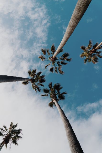 Tall palm trees photographed from below against a clear sky. Ideal for travel blogs, nature content, and tropical-themed design projects highlighting relaxation and tranquility.