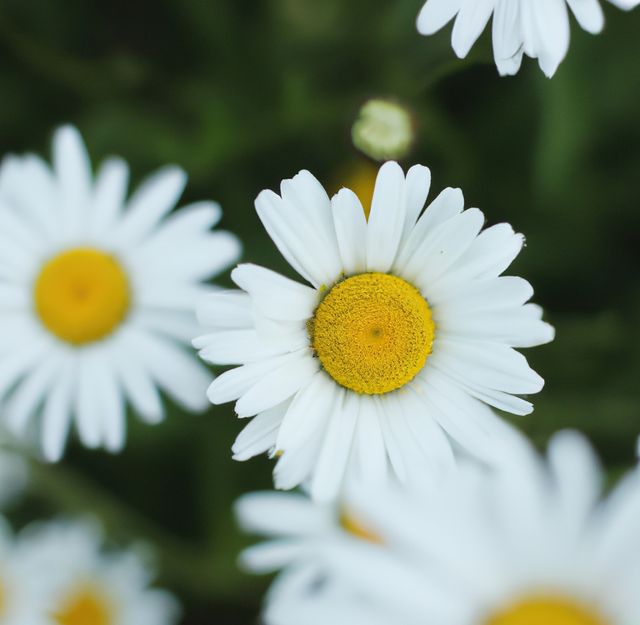 Close-Up of White Daisies with Yellow Centers in Bloom - Download Free Stock Photos Pikwizard.com