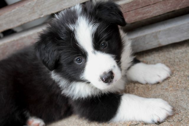 This photo captures an endearing young Border Collie puppy with black and white fur lying down on sandy ground outside. Perfect for use in promoting pet adoption, veterinary services, pet food, and other dog-related products. Great for social media posts, blog articles about pet care, and web pages focused on pet lovers.