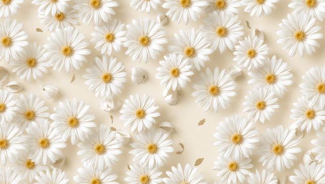 Scattering white daisy blossoms creating minimal ivory floral flatlay pattern for design