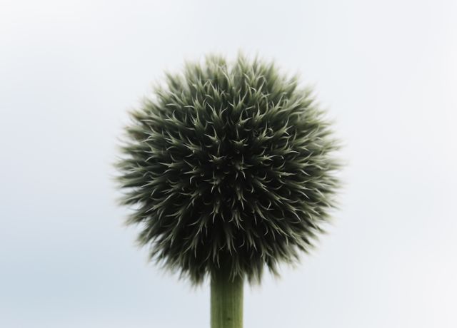 The image shows a close-up of an Echinops bloom, which appears spherical and thistle-like, set against a pale background. Ideal for use in nature-themed projects, botanical studies, gardening designs, or peaceful, minimalistic décor concepts.