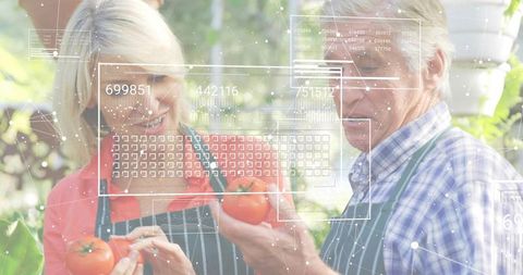 Senior couple inspecting homegrown tomatoes using augmented reality overlay in greenhouse