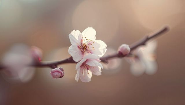 Delicate pale pink blossom cluster blooming on slender branch during golden hour bokeh