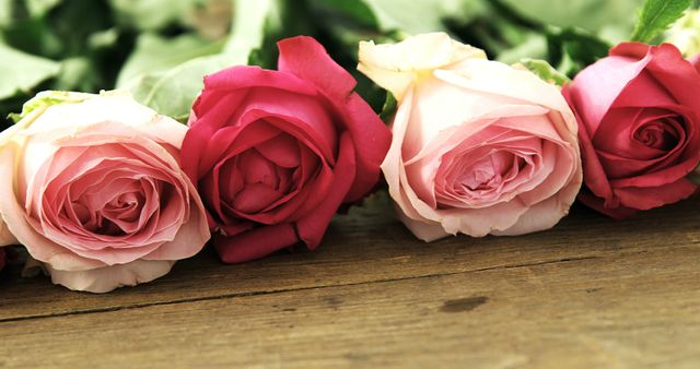 A row of vibrant roses in shades of pink and red rests against a wooden surface, with copy space. Their lush petals and fresh appearance suggest a romantic or celebratory occasion.