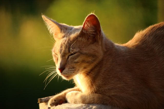 Orange tabby cat is basking in sunlight with eyes closed, creating a calm and serene atmosphere. Ideal for use in animal care advertisements, calming images, pet adoption campaigns, or articles related to pets and nature.