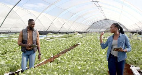 Farmers discussing growth in hydroponic greenhouse