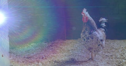 Speckled Rooster in Sunlit Coop with Lens Flare Effect